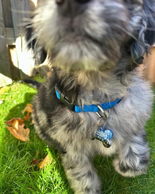 Miniature Aussiedoodle Puppies for Sale