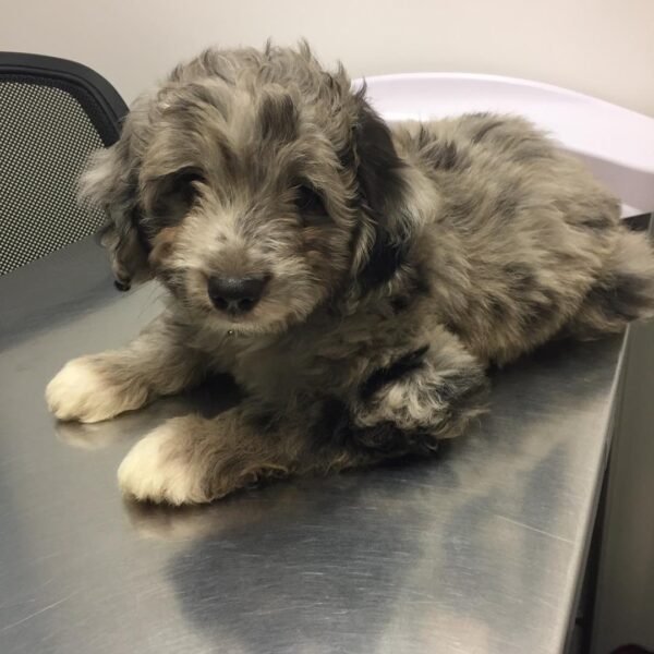 Merle Aussiedoodle Puppies for Sale