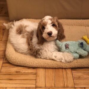 Australian Labradoodle Puppies for Sale Near Me