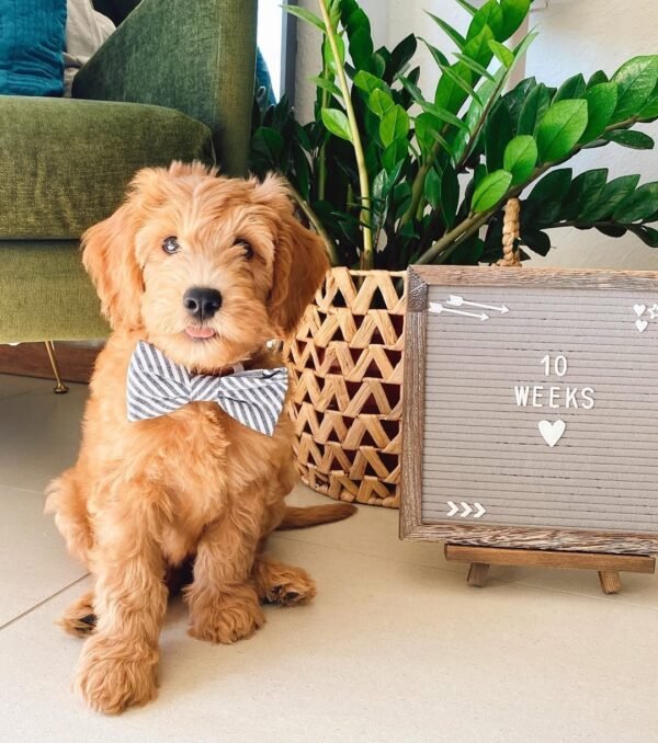 Toy Goldendoodle Puppies for Sale