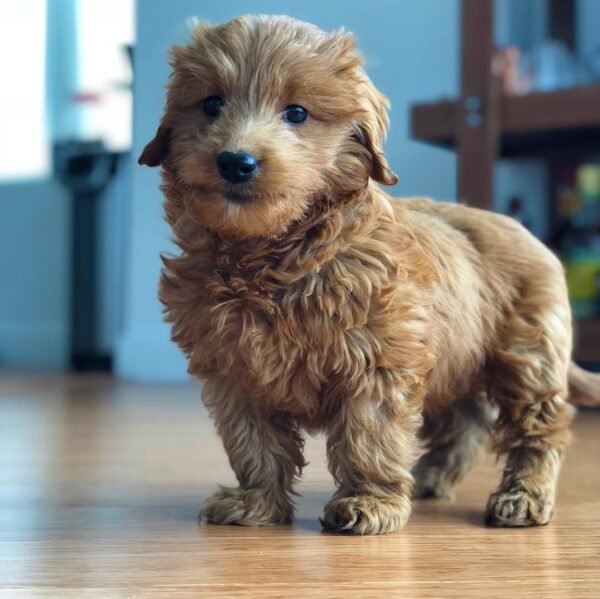 Big Goldendoodle Puppies for Sale