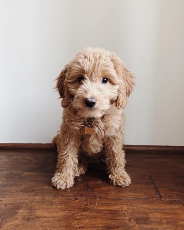 F1 Goldendoodle Puppies for Sale