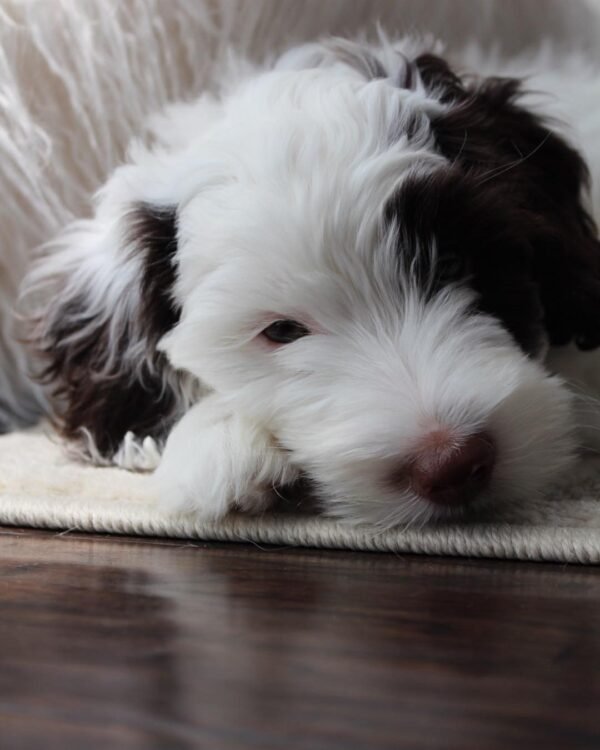 Labradoodle Puppies For Sale Near Me