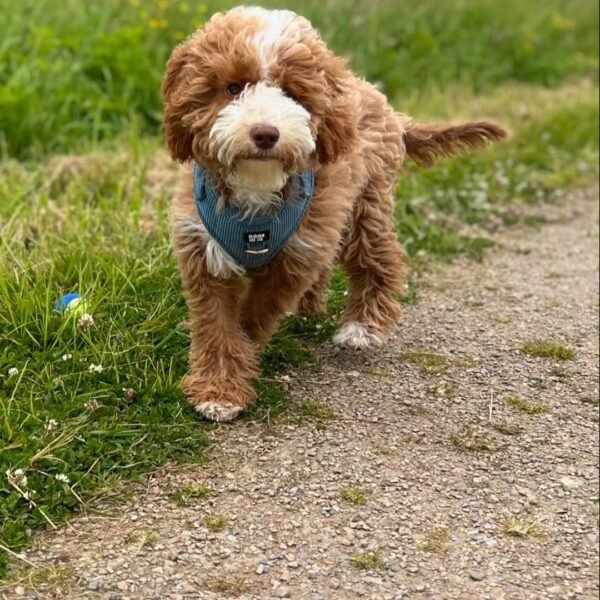 Medium Labradoodle Puppies for Sale Near Me