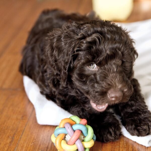 Chocolate Labradoodle Puppies for Sale Near Me