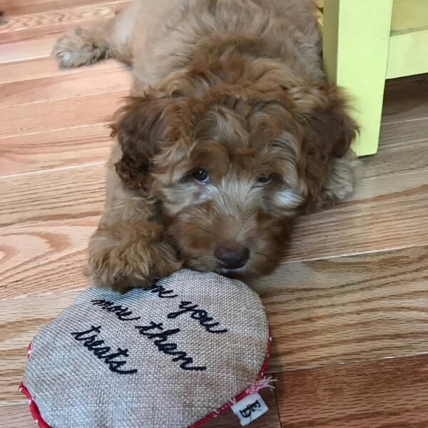 Miniature Labradoodle Puppies for Sale Near Me