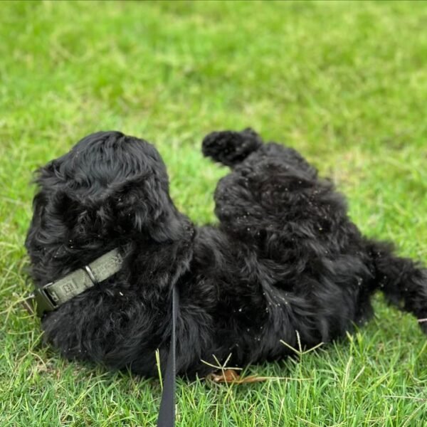 Toy Labradoodle Puppies for Sale