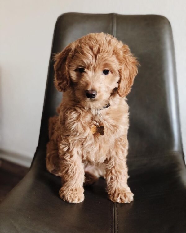 F1 Goldendoodle Puppies for Sale