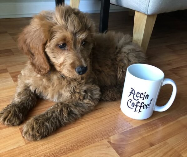 Goldendoodle Puppies For Sale Near Me