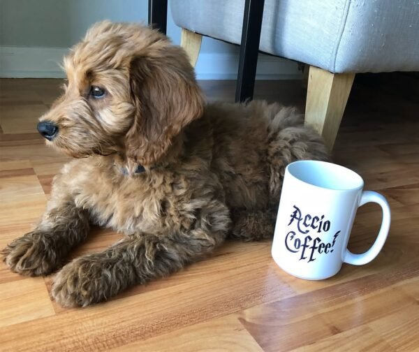 Goldendoodle Puppies For Sale Near Me