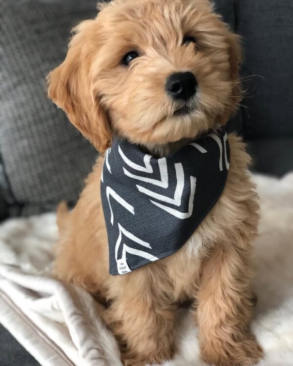 Standard Goldendoodle Puppies for Sale Near Me