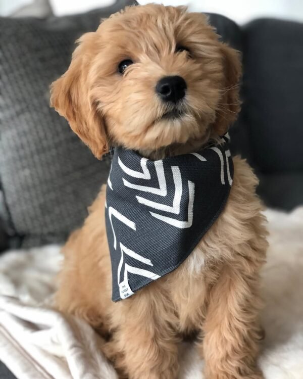 Standard Goldendoodle Puppies for Sale Near Me