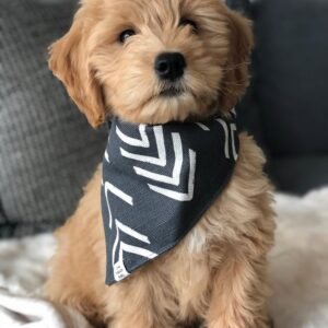 Standard Goldendoodle Puppies for Sale Near Me