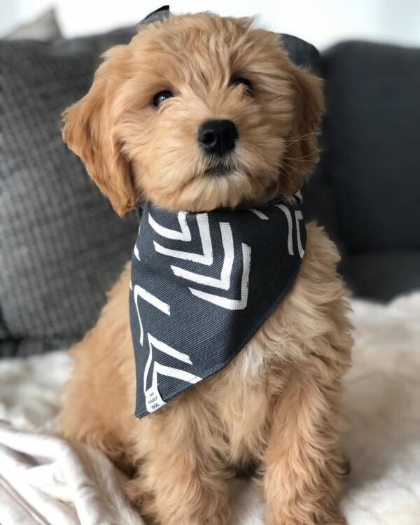 Standard Goldendoodle Puppies for Sale Near Me