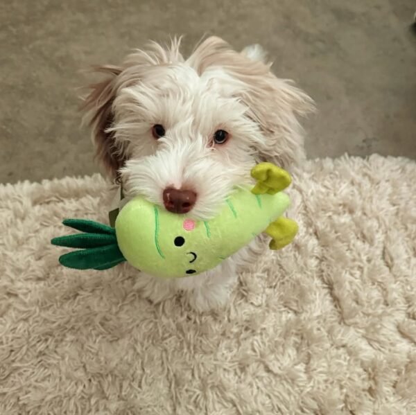 F2B Aussiedoodle Puppies for Sale