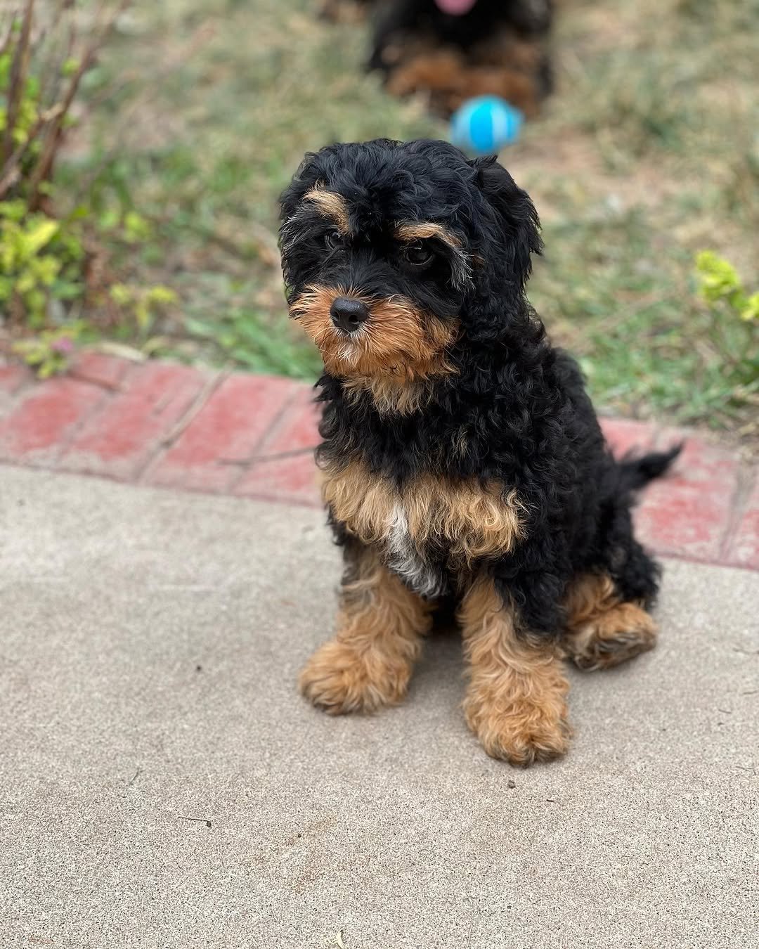 aussiedoodle puppies for sale