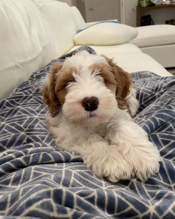 AKC Bernedoodle Puppies for Sale Near Me