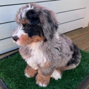 Blue Merle Bernedoodle Puppies for Sale Near Me