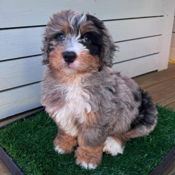 Blue Merle Bernedoodle Puppies for Sale Near Me