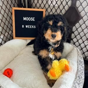 F3 Bernedoodle Puppies for Sale Near Me