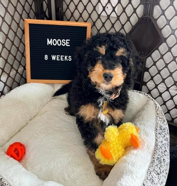 F3 Bernedoodle Puppies for Sale Near Me