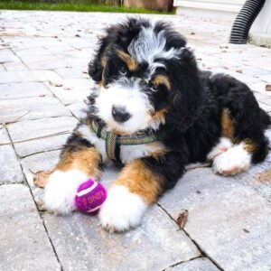 Miniature Bernedoodle Puppies for Sale Near Me