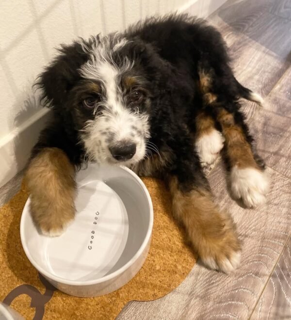 Bernedoodle Puppies for Sale Near Me