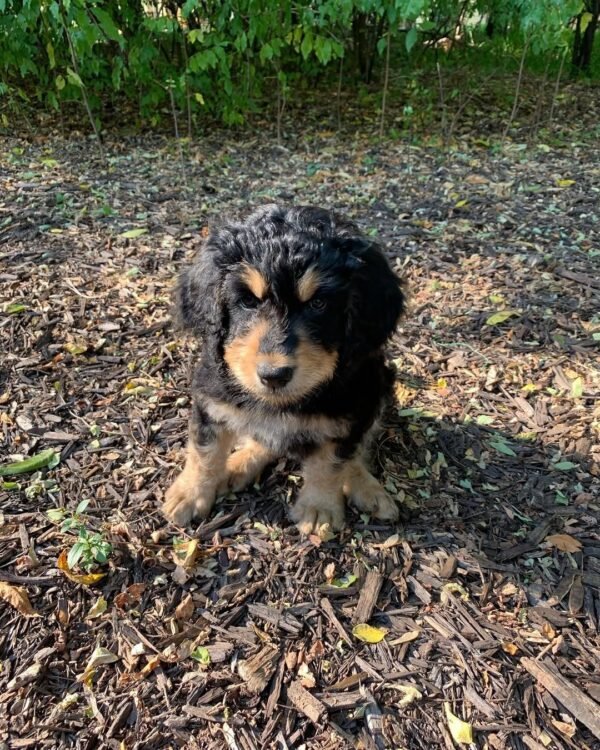 Australian Bernedoodle Puppies for Sale