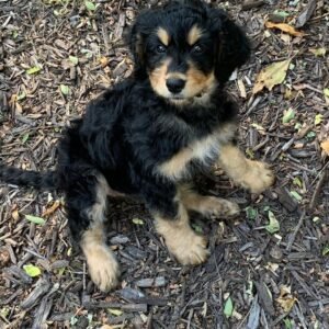 Australian Bernedoodle Puppies for Sale