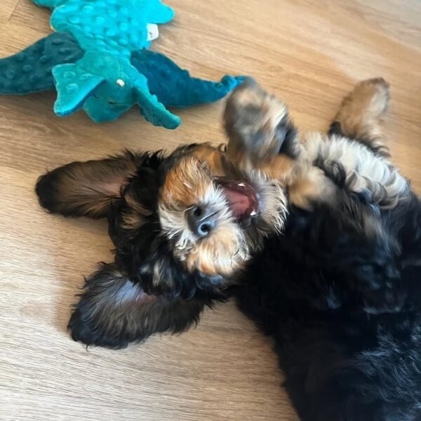 Toy Bernedoodle Puppies for Sale