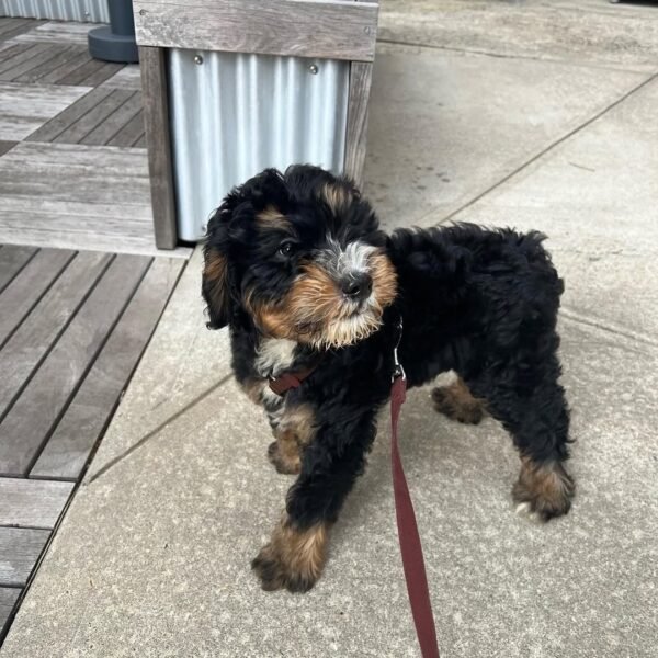 Toy Bernedoodle Puppies for Sale