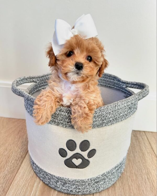 Toy Cavapoo Puppies for Sale Near Me