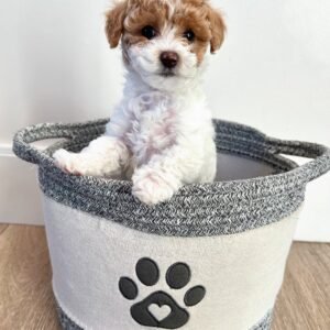 Cavapoo Puppies for Sale Near Me