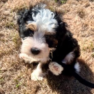 Toy Bernedoodle Puppies for Sale Near Me