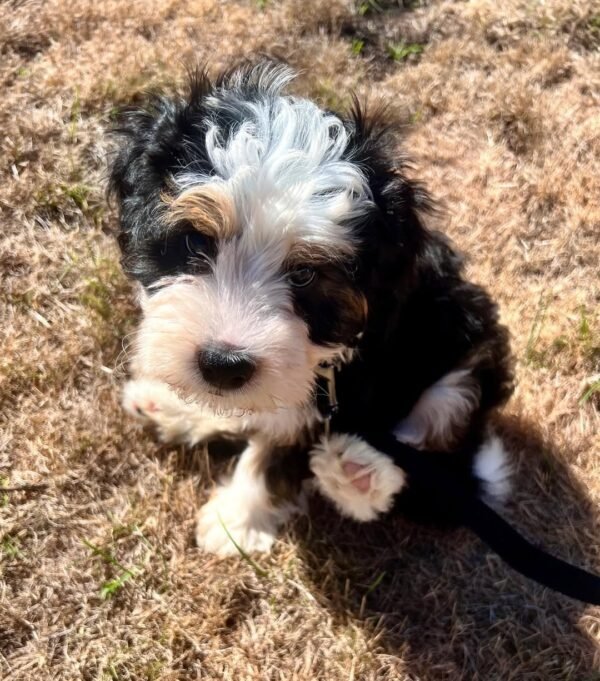 Toy Bernedoodle Puppies for Sale Near Me