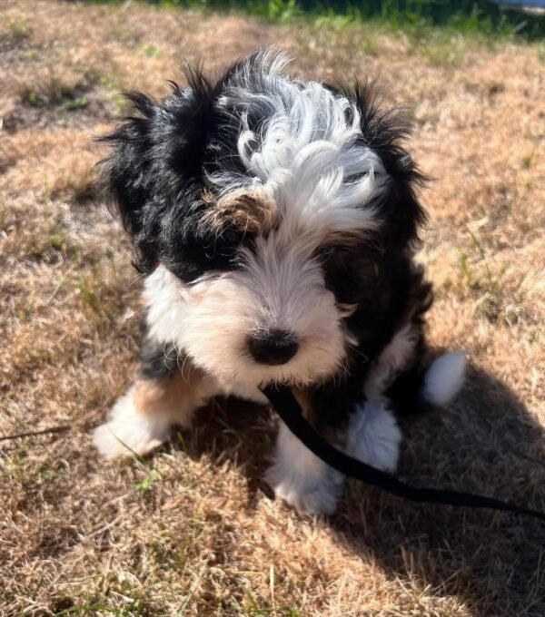 Toy Bernedoodle Puppies for Sale Near Me