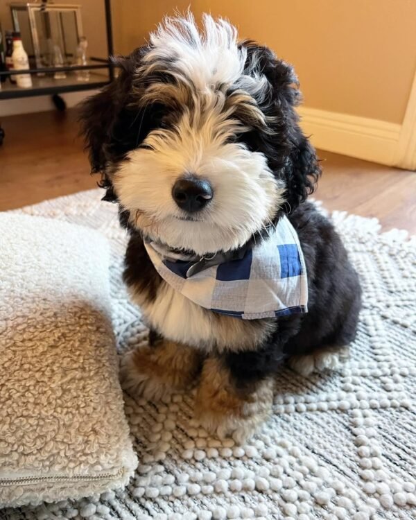 Chocolate Bernedoodle Puppies for Sale Near Me