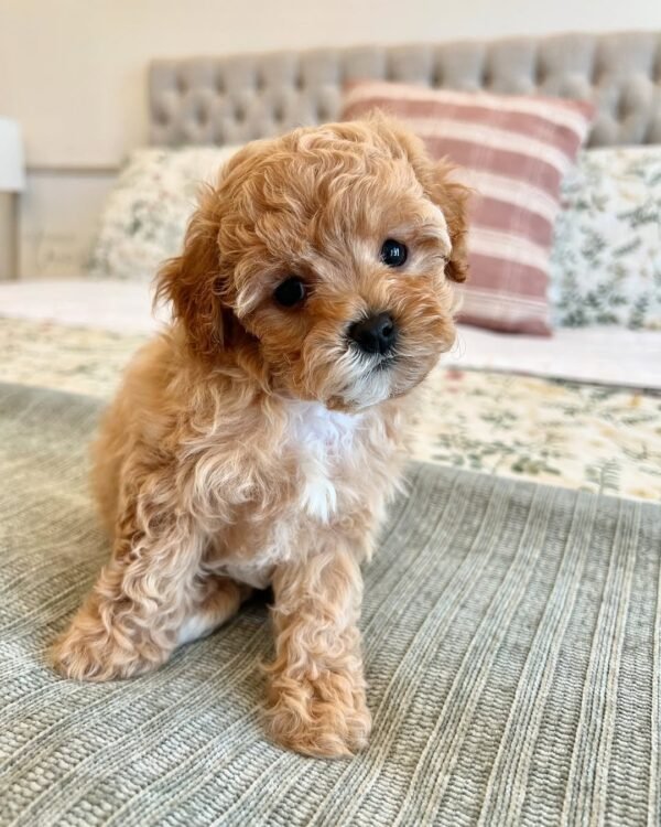 Miniature Cavapoo Puppies for Sale