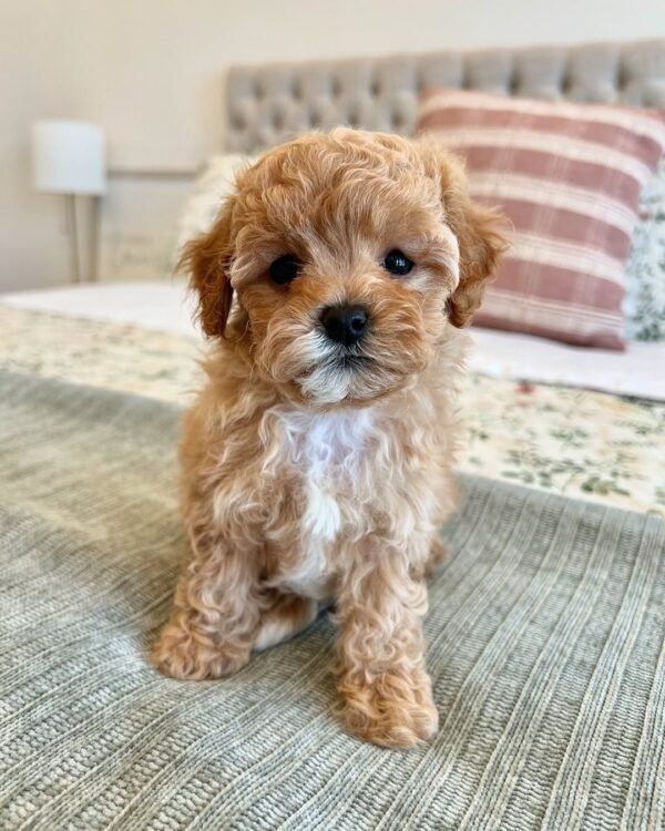 Miniature Cavapoo Puppies for Sale