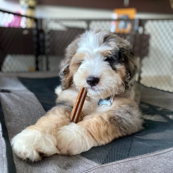 Medium Bernedoodle Puppies for Sale Near Me