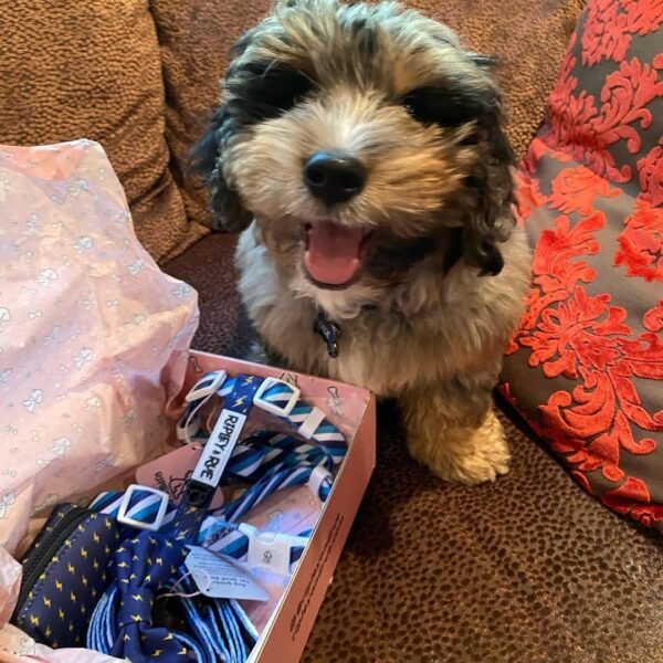 Australian Bernedoodle Puppies for Sale Near Me