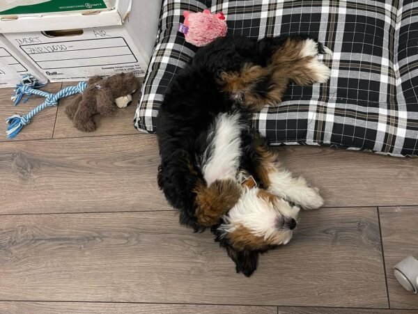 F1 Bernedoodle Puppies for Sale Near Me