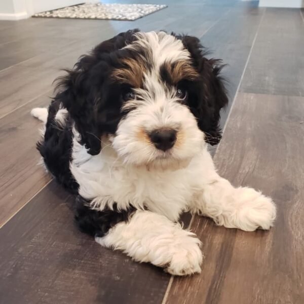 F1B Bernedoodle Puppies for Sale Near Me