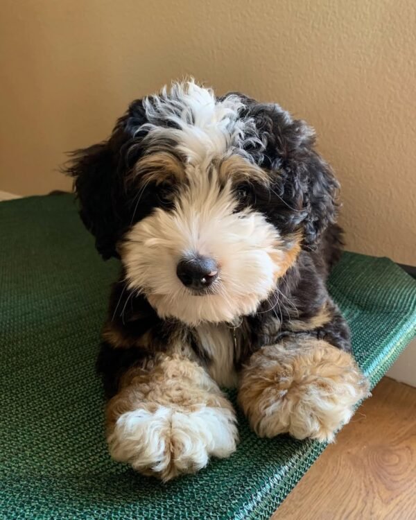 Chocolate Bernedoodle Puppies for Sale Near Me