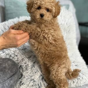 F2 Maltipoo Puppies for Sale