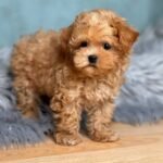 Cheap Maltipoo Puppies for Sale