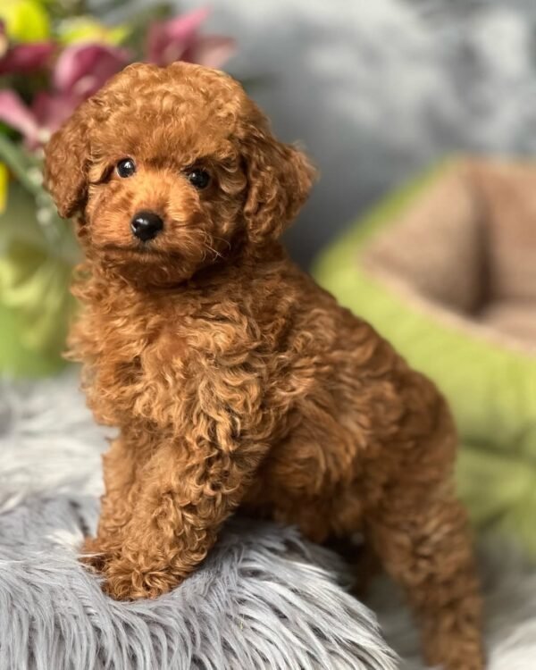 Teacup Maltipoo Puppies for Sale