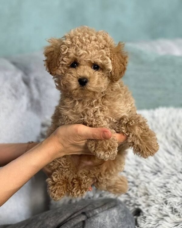 F2 Maltipoo Puppies for Sale