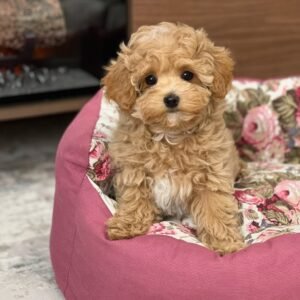 Miniature Maltipoo Puppies for Adoption