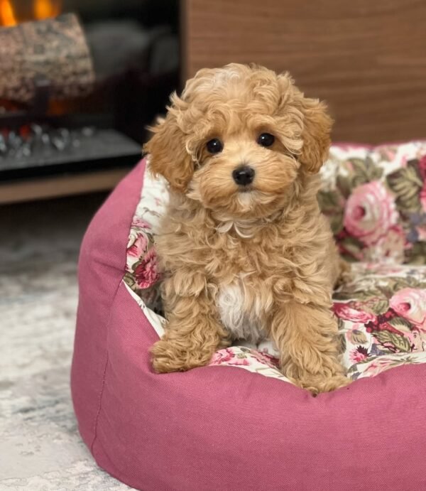 Miniature Maltipoo Puppies for Adoption